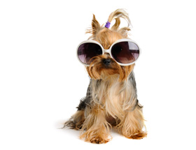 Hund mit Sonnenbrille